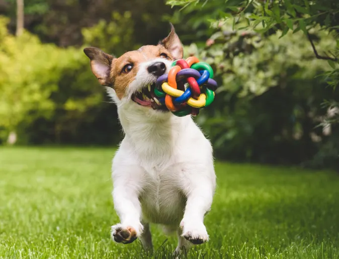 Dog running in a grass field with a multi-colored toy in its mouth